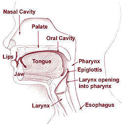 Neck: pharynx and larynx