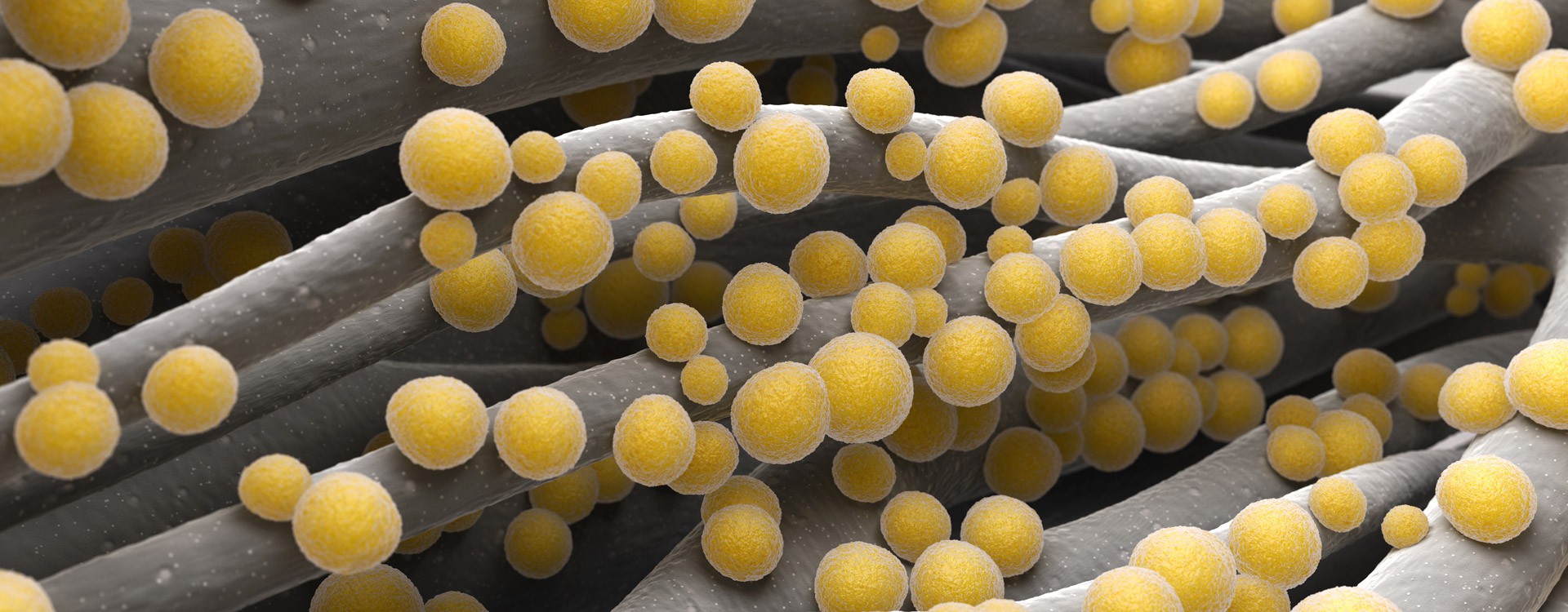 Staphylococcus aureus