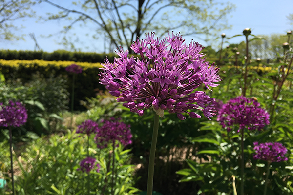 lurie-garden-ornamental-onion-600x400