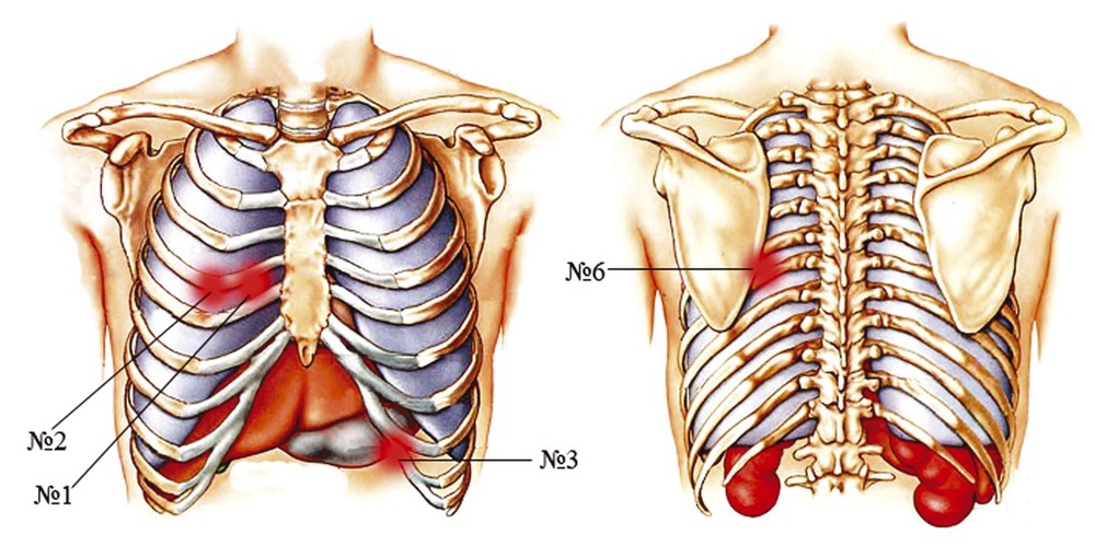Сердце снизу. Анатомия скелет грудной клетки ребра Грудина. Скелет грудной клетки женщины спереди с названием. Грудная клетка строение анатомия кости.