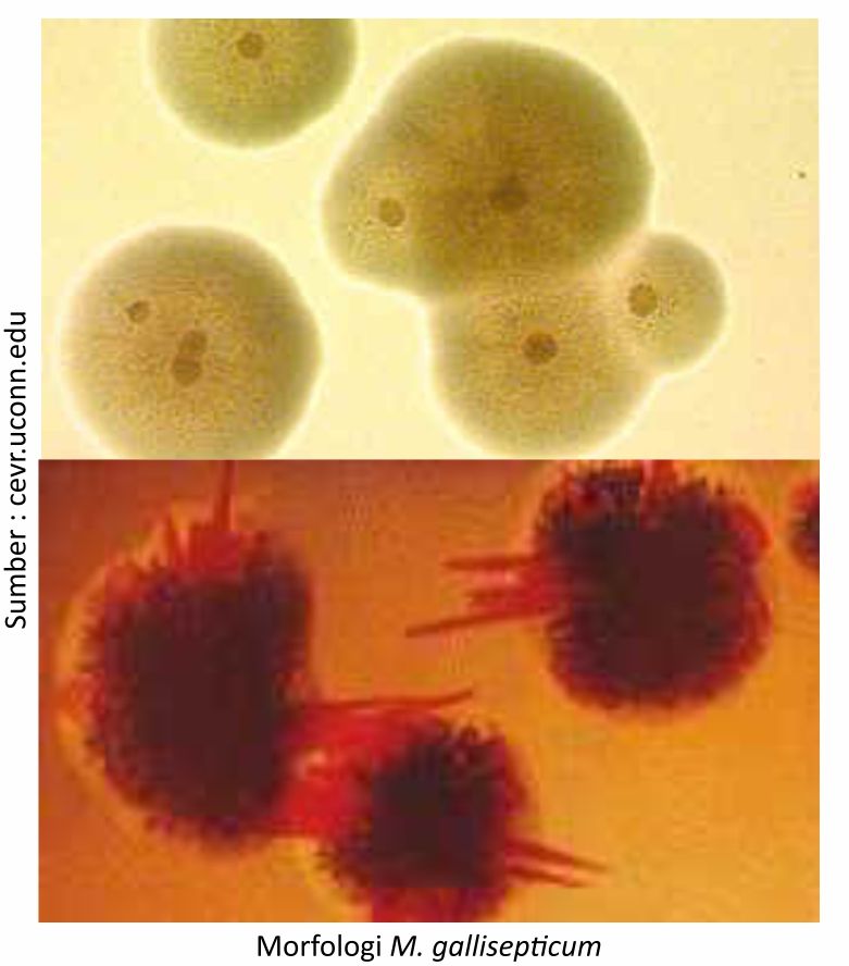 Chlamydia trachomatis mycoplasma genitalium. Микоплазма гениталиус. Микоплазма галлисептикум. Mycoplasma pneumoniae под микроскопом.