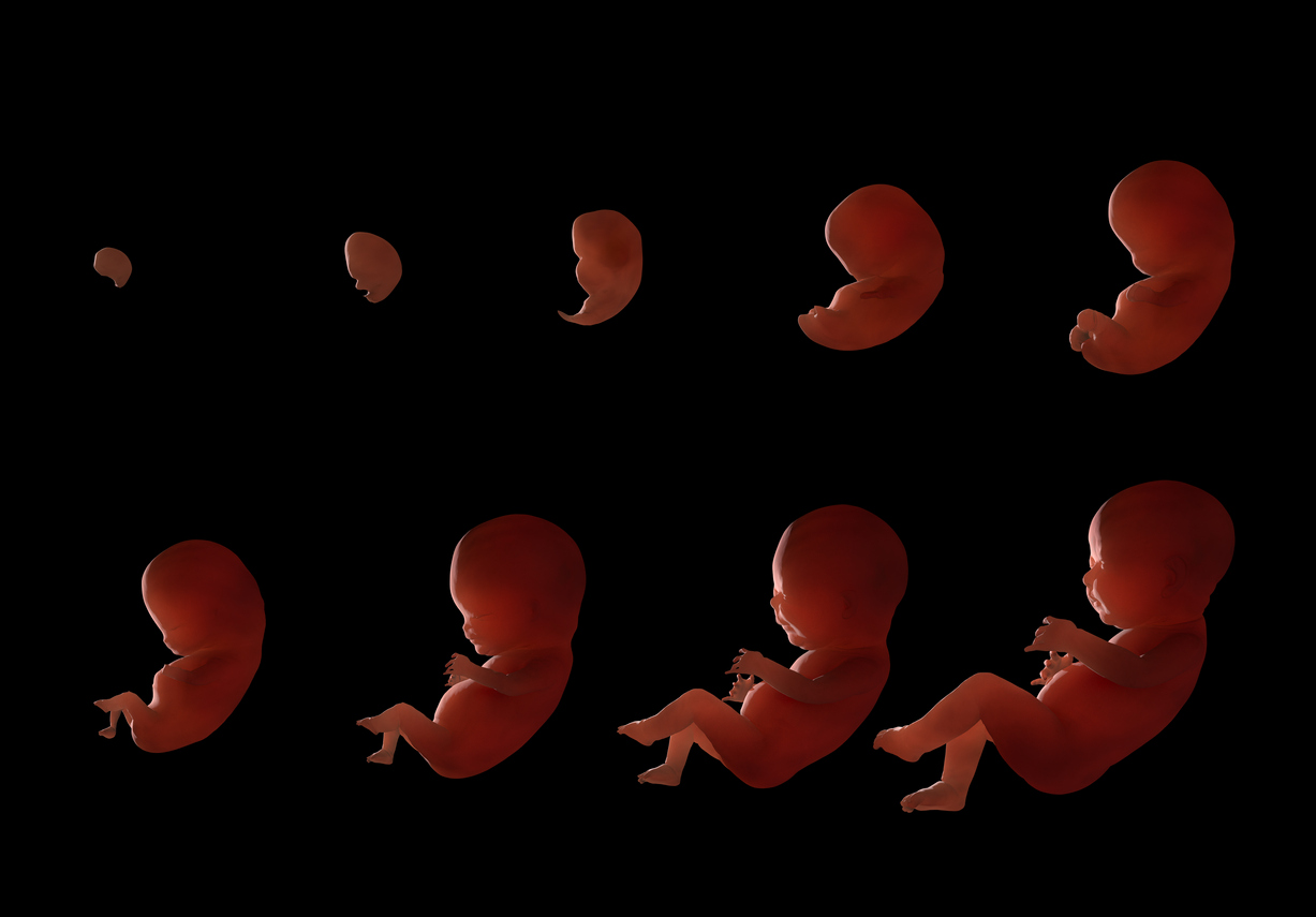 эмбрион на 10 день