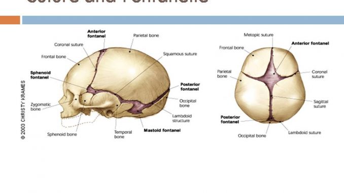 suture and fontanel.gif