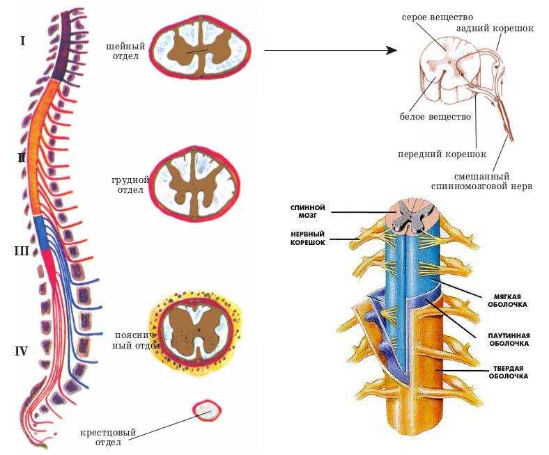 Строение спинного мозга