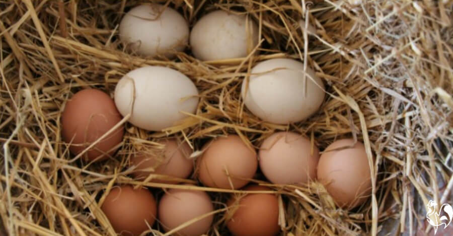 Goose and chicken eggs on a bed of straw.