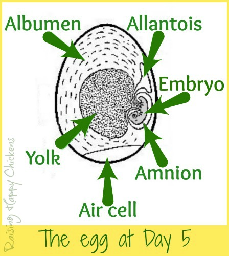 Inside a hatching egg day 5