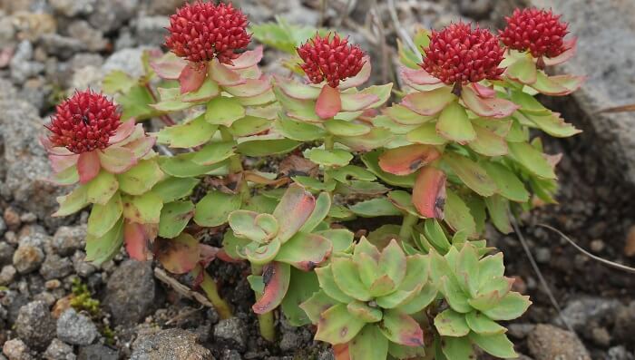 rhodiola rosea plant - herbs for nervous system health