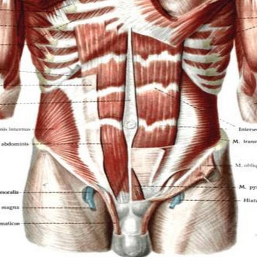 Болят мышцы живота причина. Мышцы нижней части живота. Мышцы в правом боку. Мышцы в левом боку. Косые мышцы внизу живота.