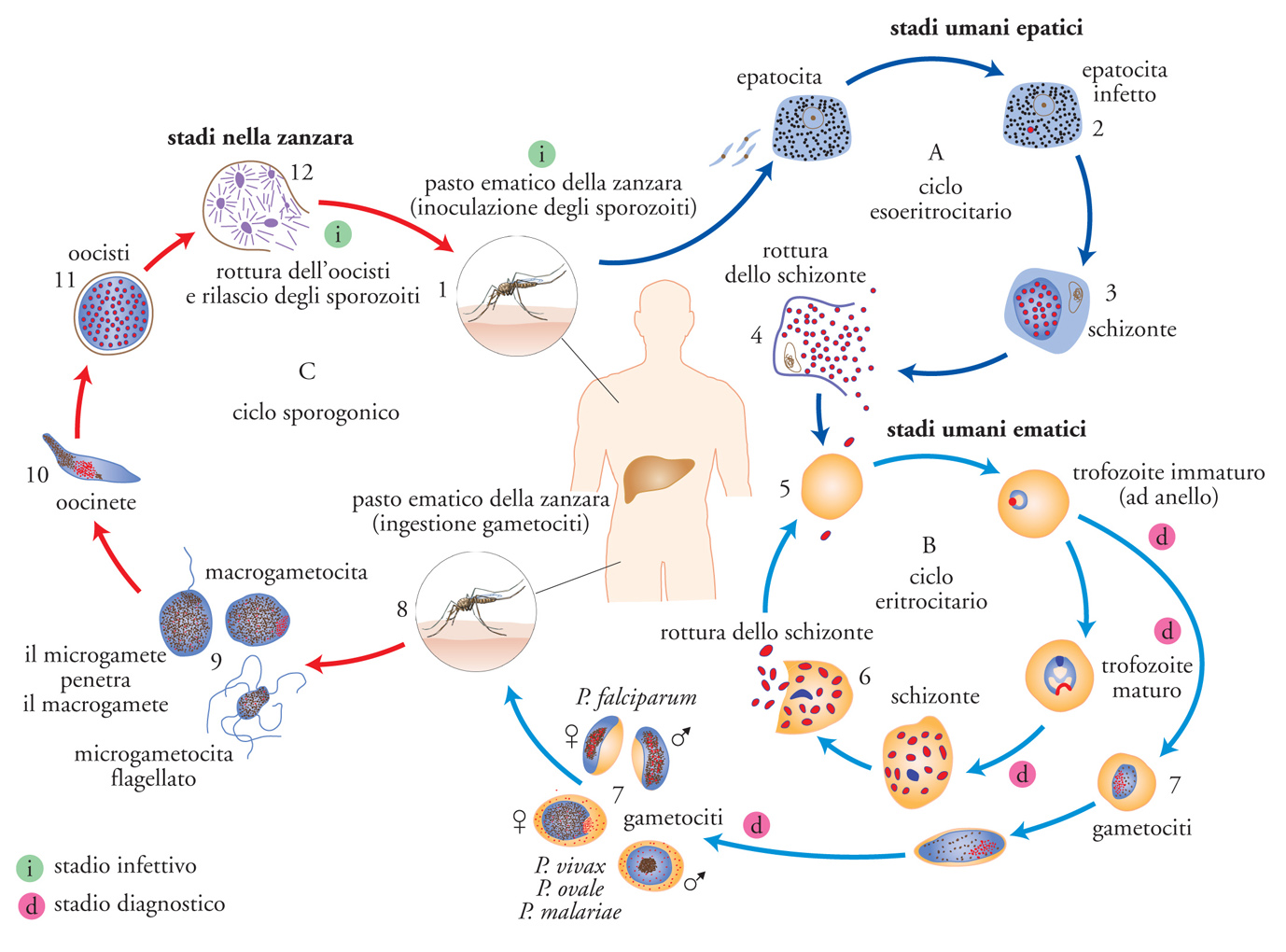 Несколько ведущих генераций плазмодиев в патогенезе малярии. Ооциста малярийного плазмодия. Malaria жизненный цикл. Цикл развития малярийного плазмодия схема. Plasmodium malariae жизненный цикл.